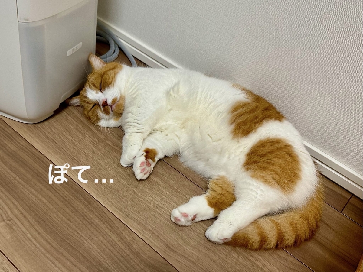 床にごろつくるるちゃん