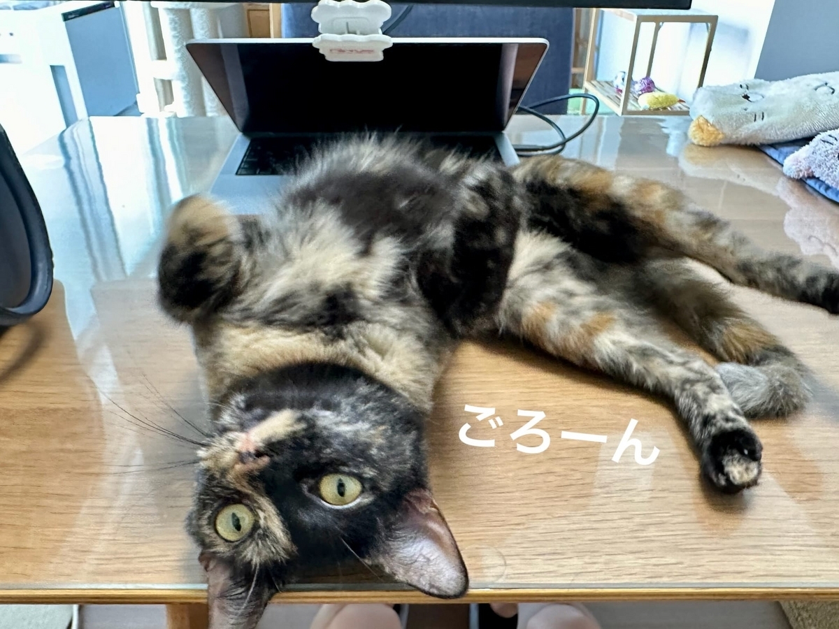 テーブルの上でごろごろするもなちゃん