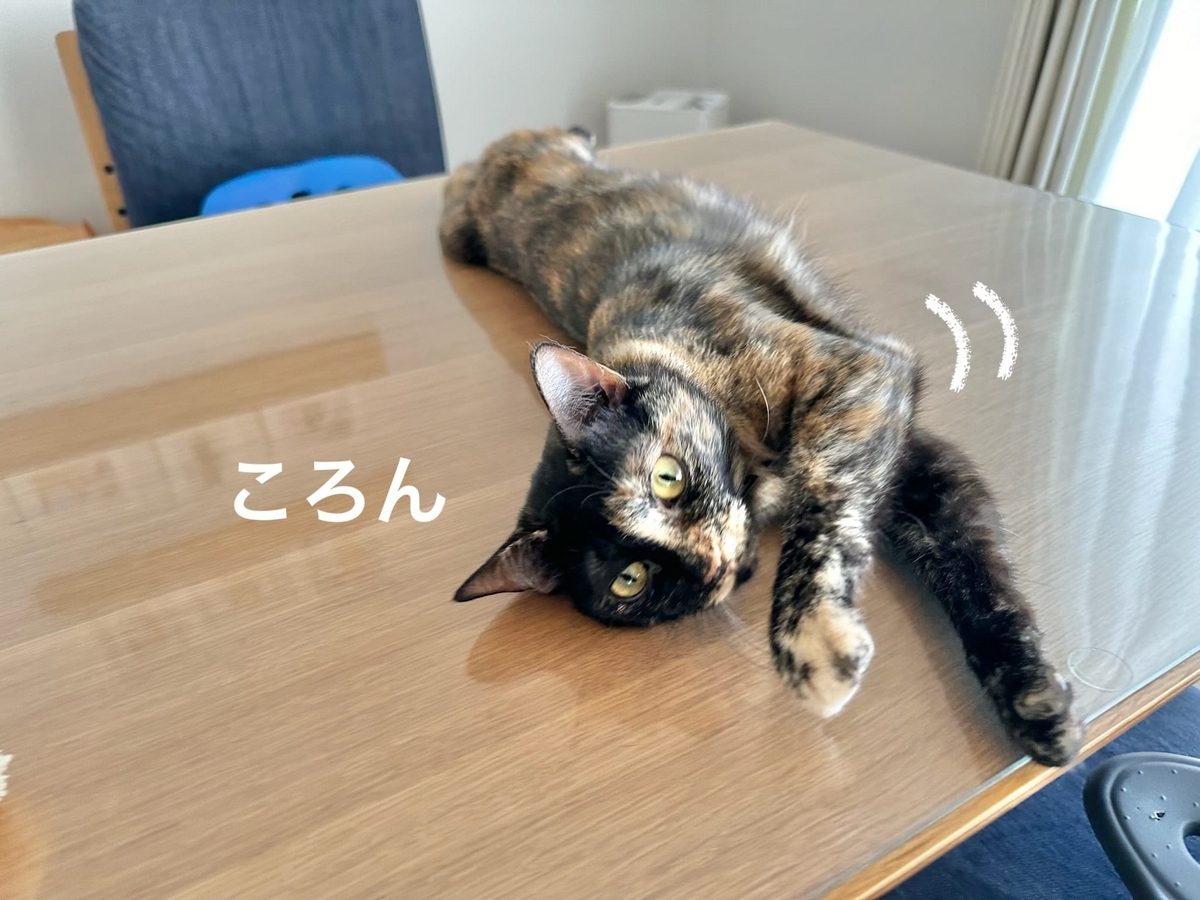 テーブルに転がるもなちゃん3