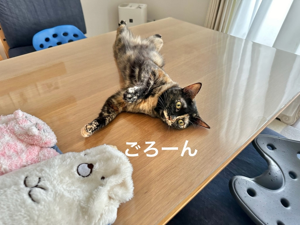 テーブルに転がるもなちゃん1