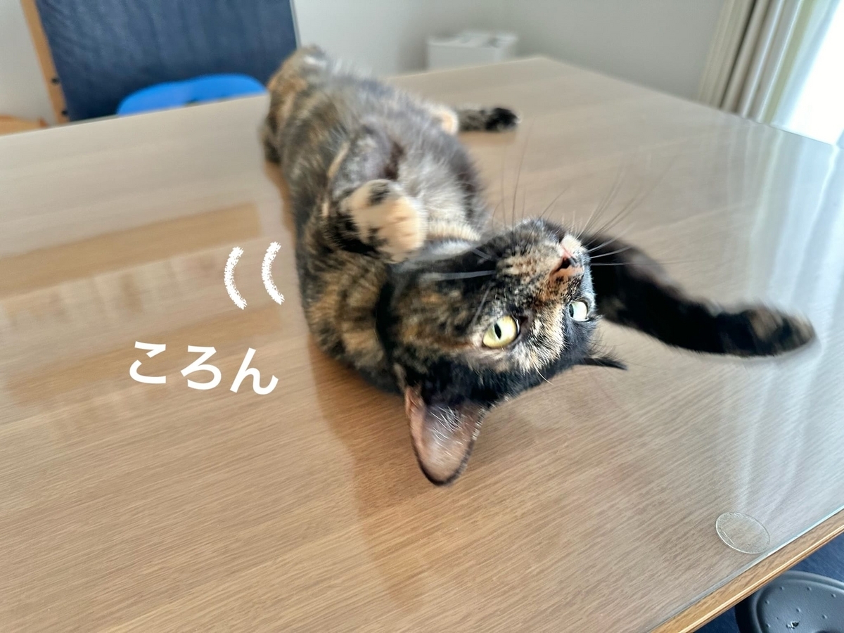 テーブルに転がるもなちゃん2