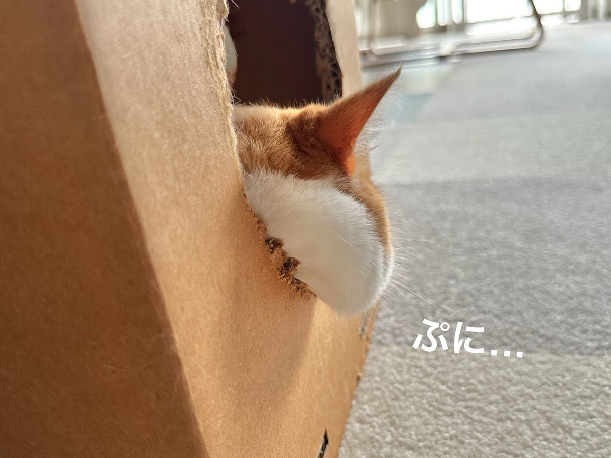 箱入り息子るるちゃん3