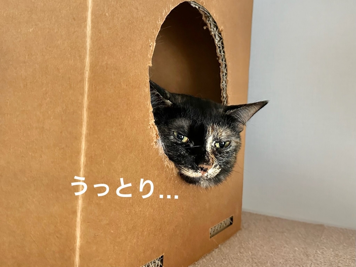 箱入り娘もなちゃん2