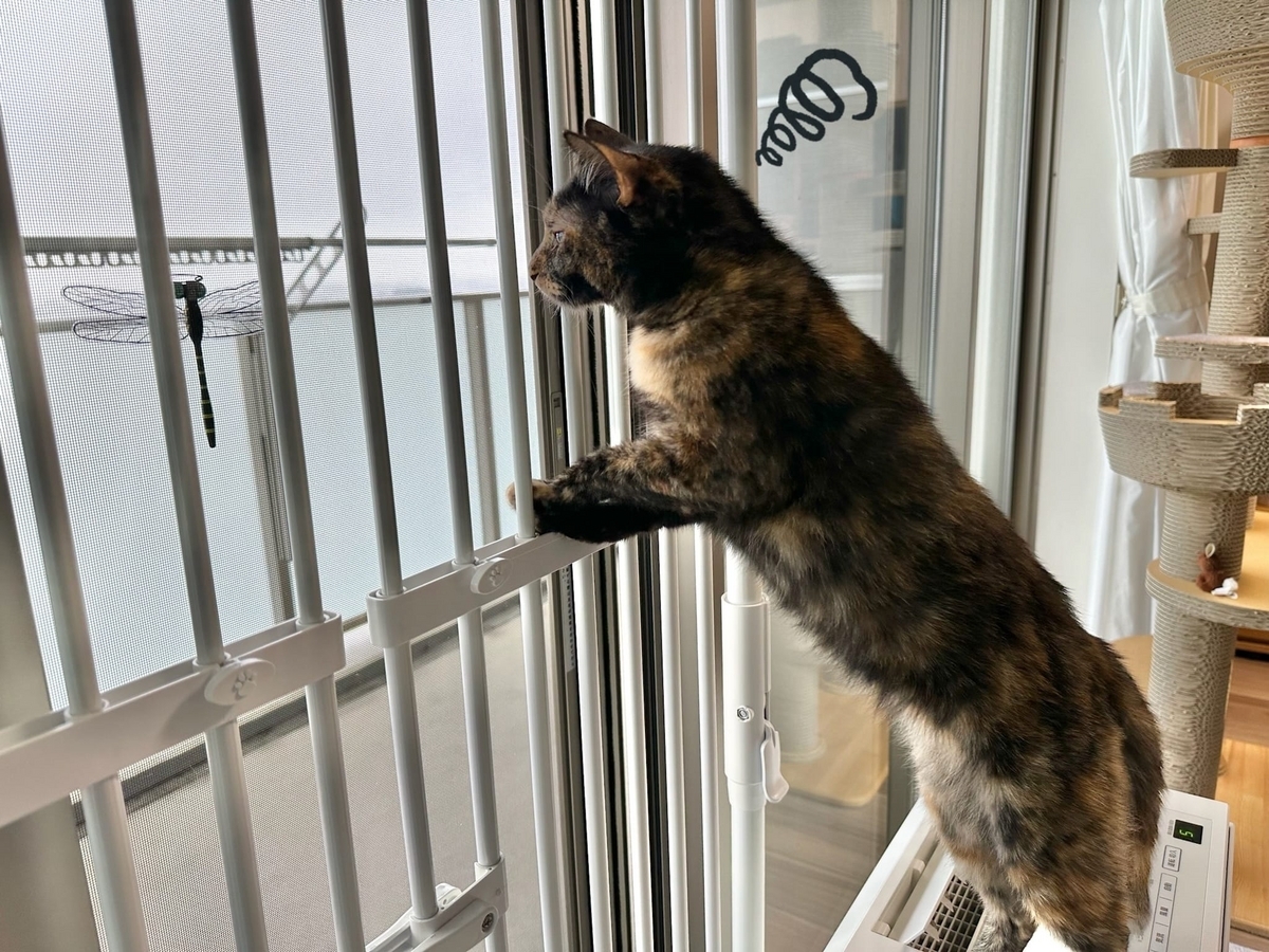 おにやんま君が気になるもなちゃん3