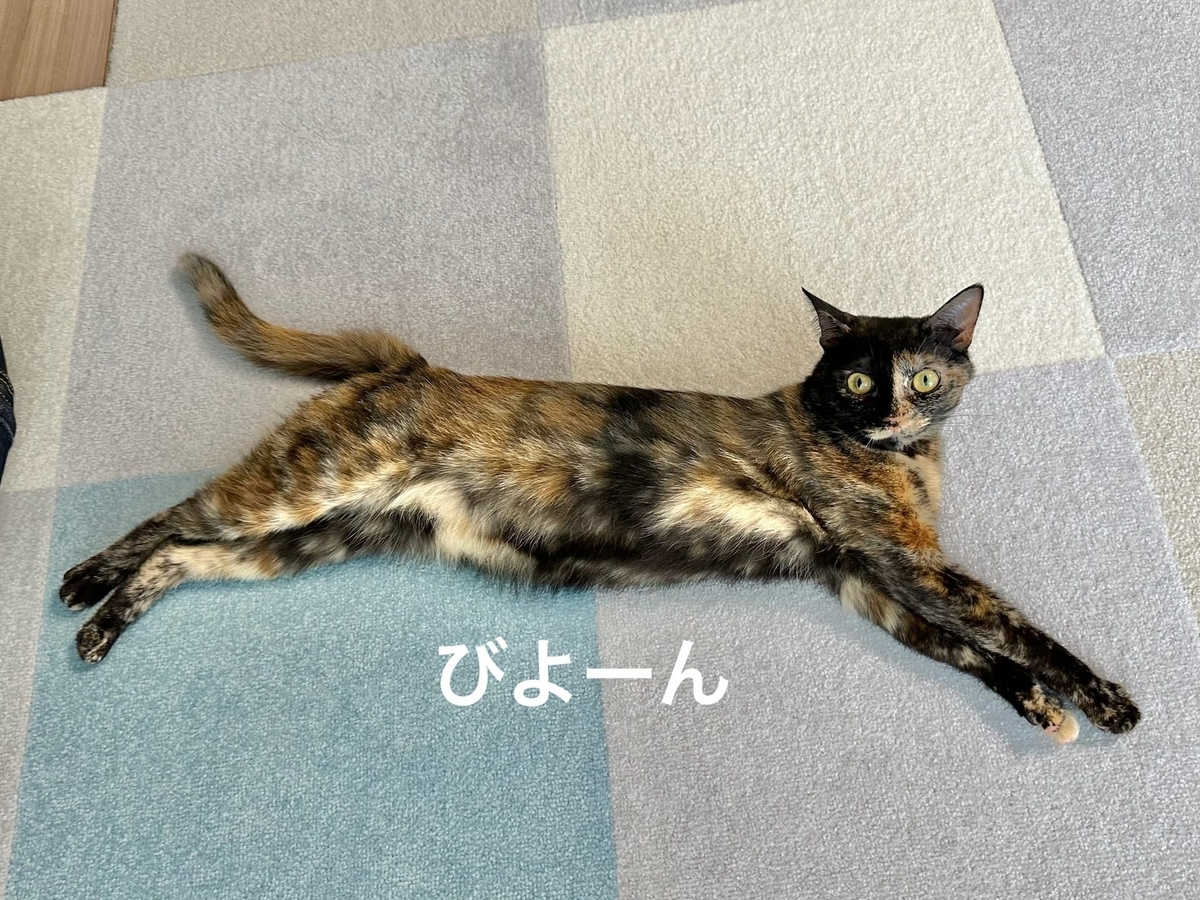 床で転がるもなちゃん