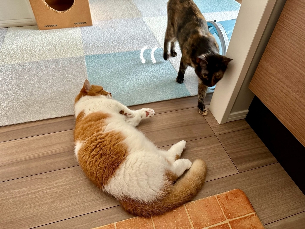 床でごろごろするるるもな2