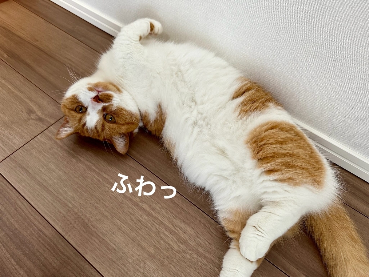 床にころがるるるちゃん