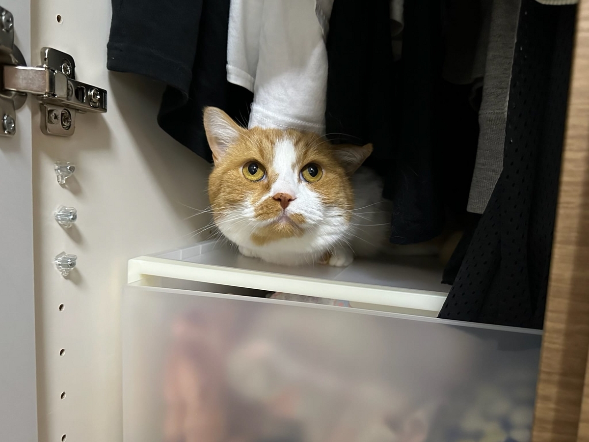 クローゼットの中のるるちゃん