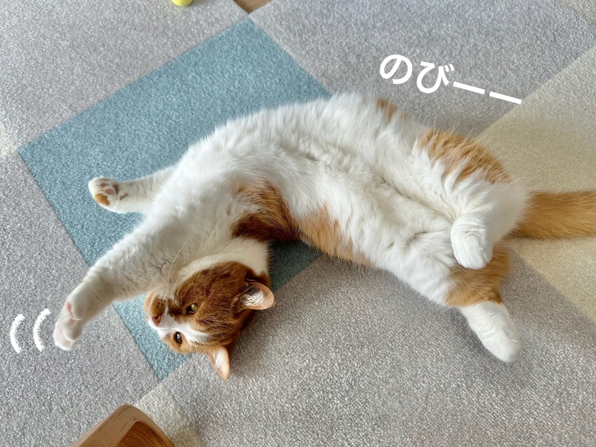 床に転がるるるちゃん2