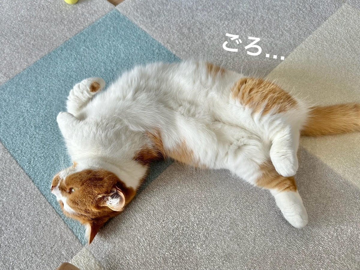 床に転がるるるちゃん3