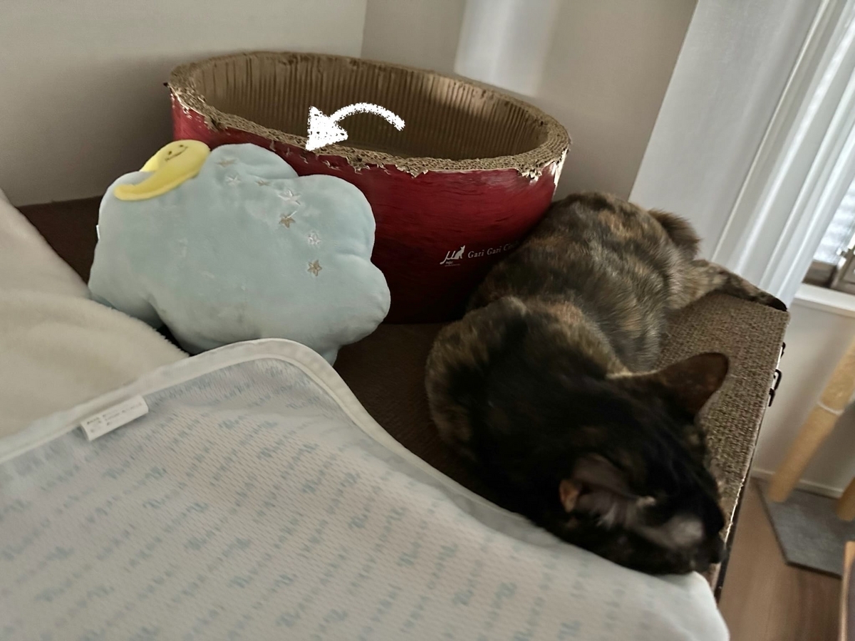 ケージの上でおやすみ中のもなちゃん2