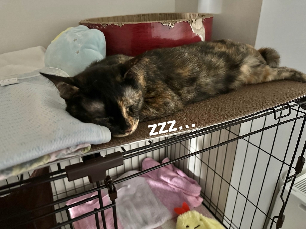 ケージの上でおやすみ中のもなちゃん1