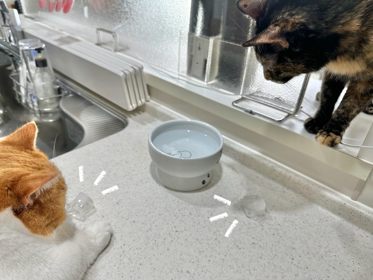 氷とるるもな2