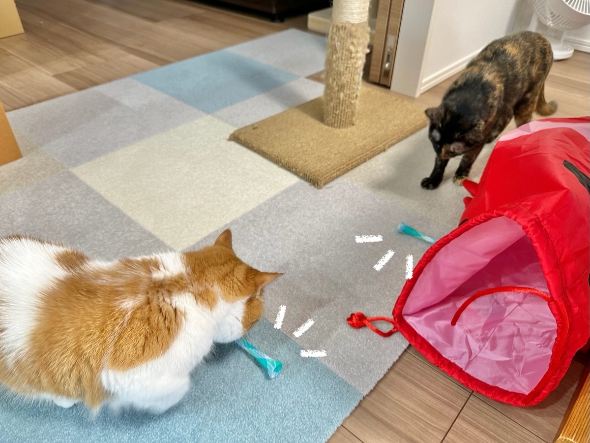 歯磨きおもちゃで遊ぶるるもな1