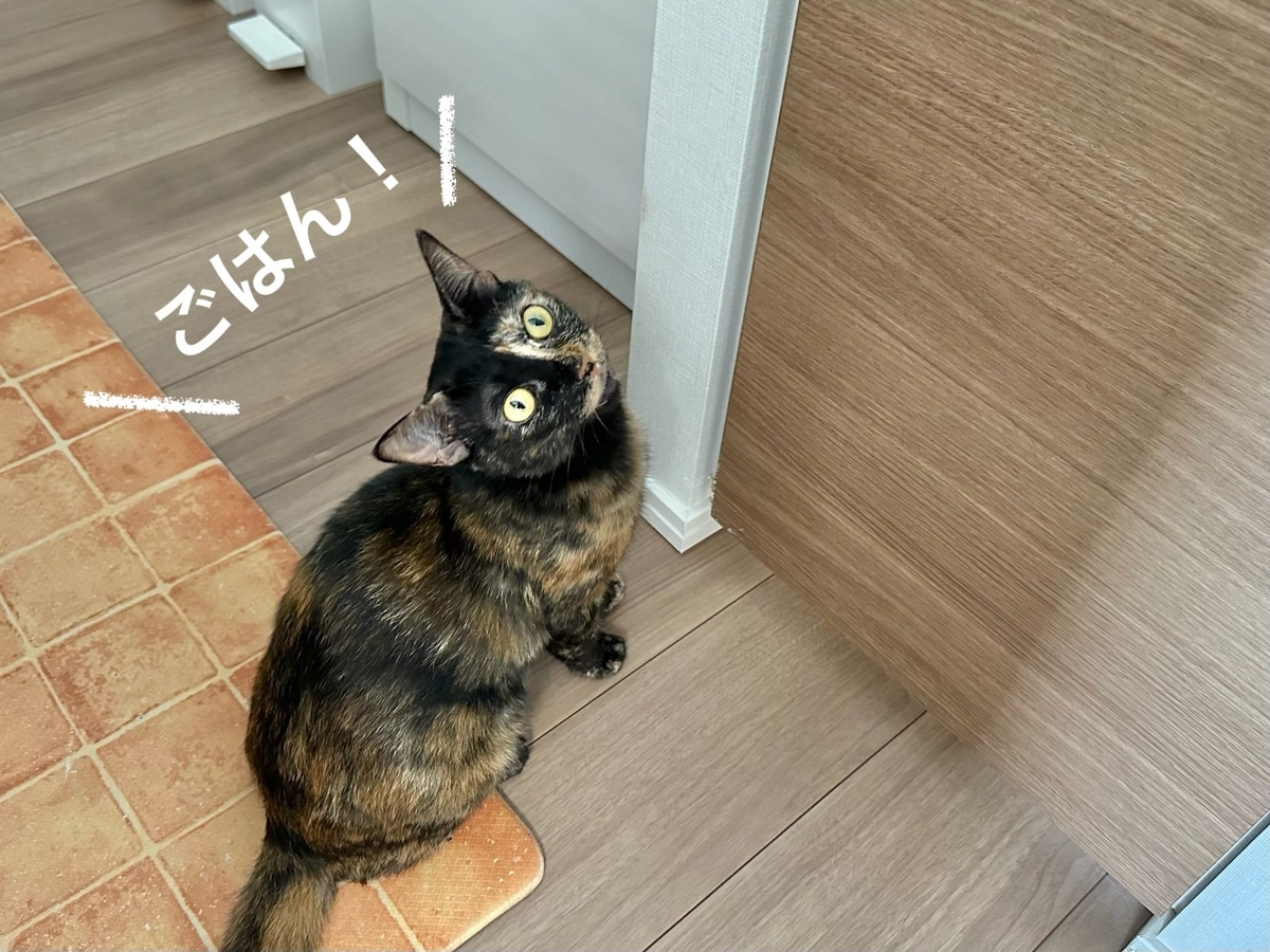 ご飯をおねだりするもなちゃん