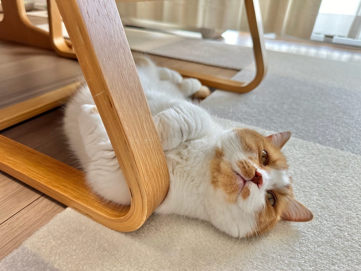 床に転がるるるちゃん2