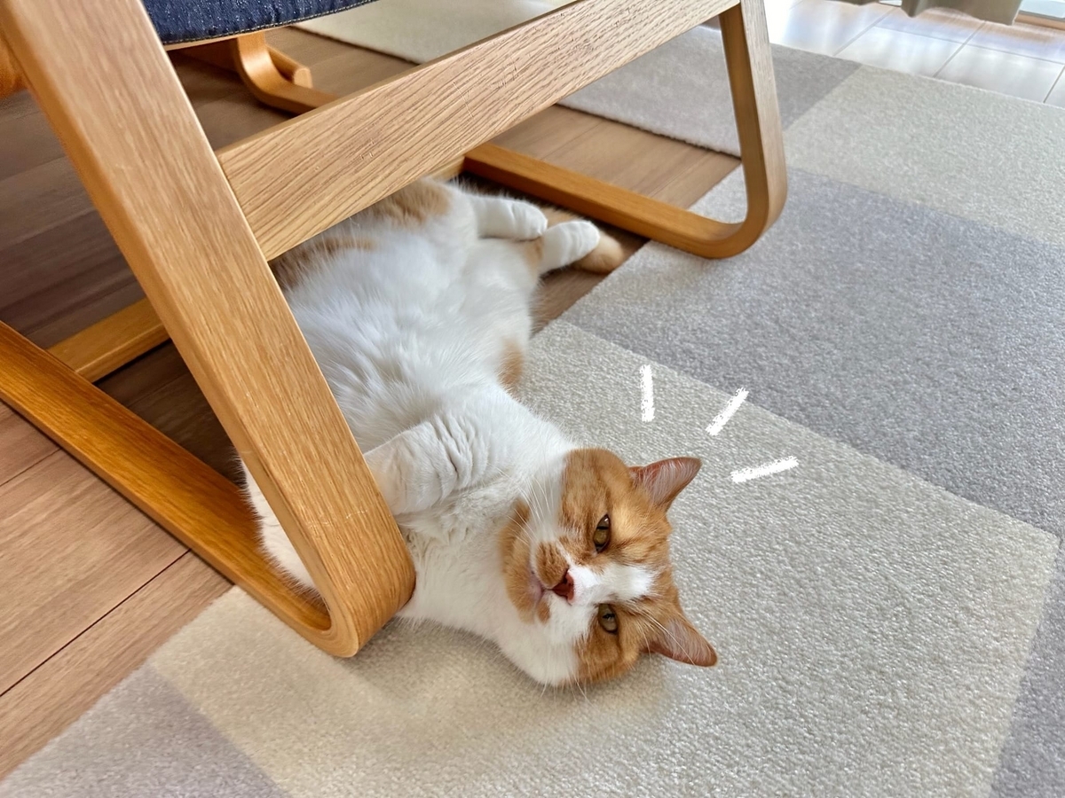 床に転がるるるちゃん1