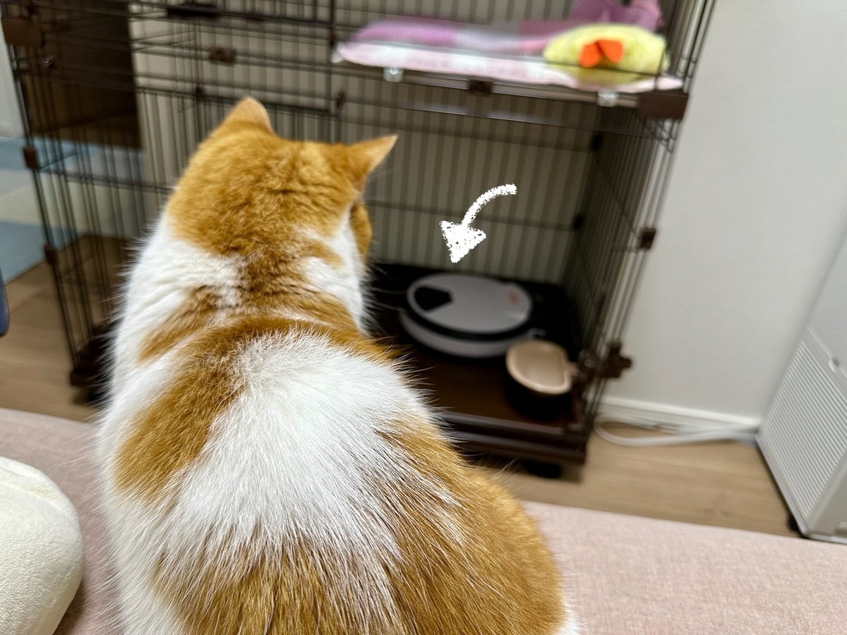 オートフィーダーを見つめるるるちゃん