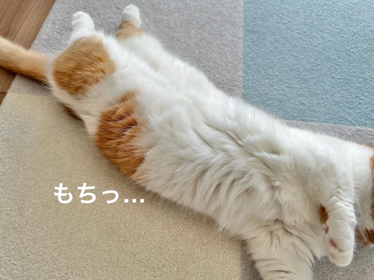 るるちゃんのお腹のもちもち