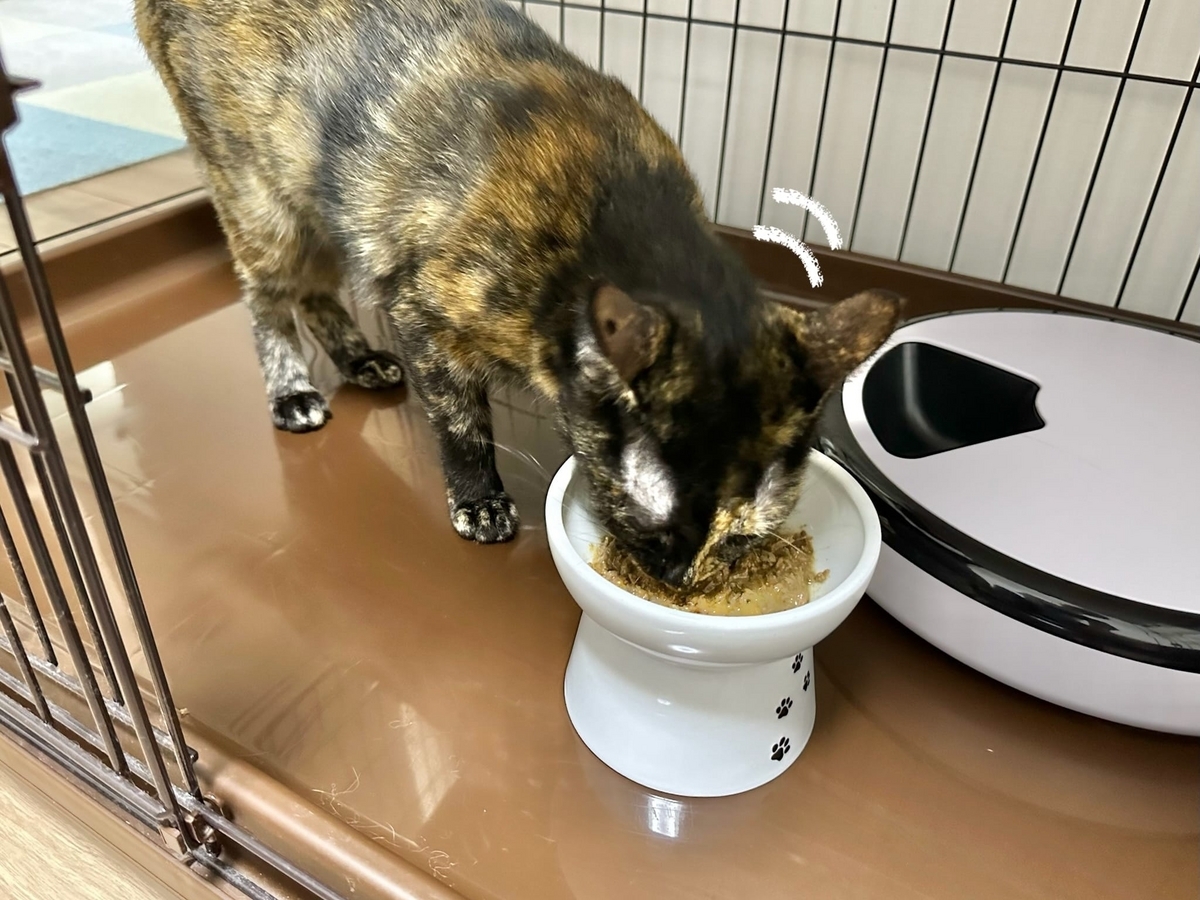 お食事中のもなちゃん