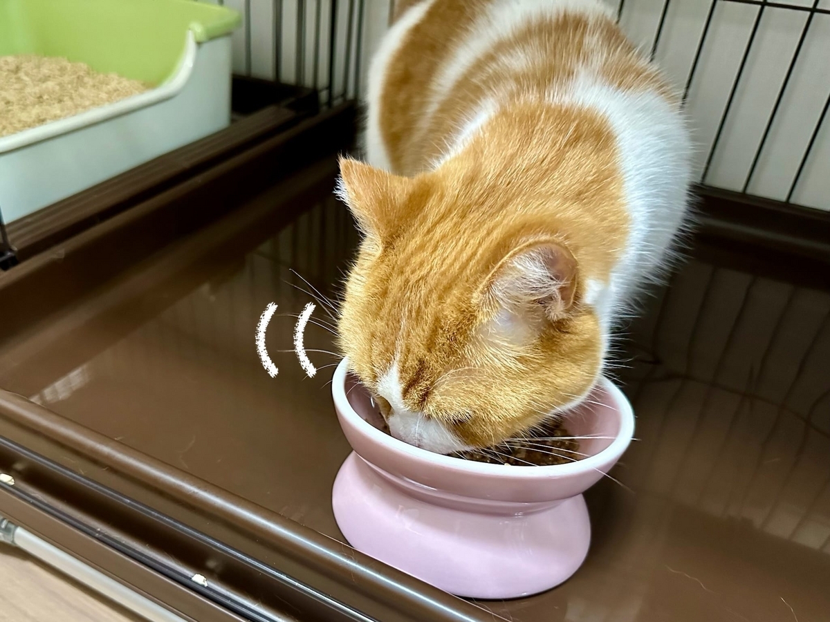 お食事中のるるちゃん