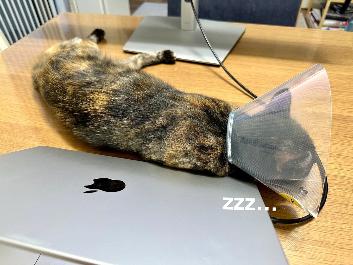 飼い主のそばでお休み中のもなちゃん