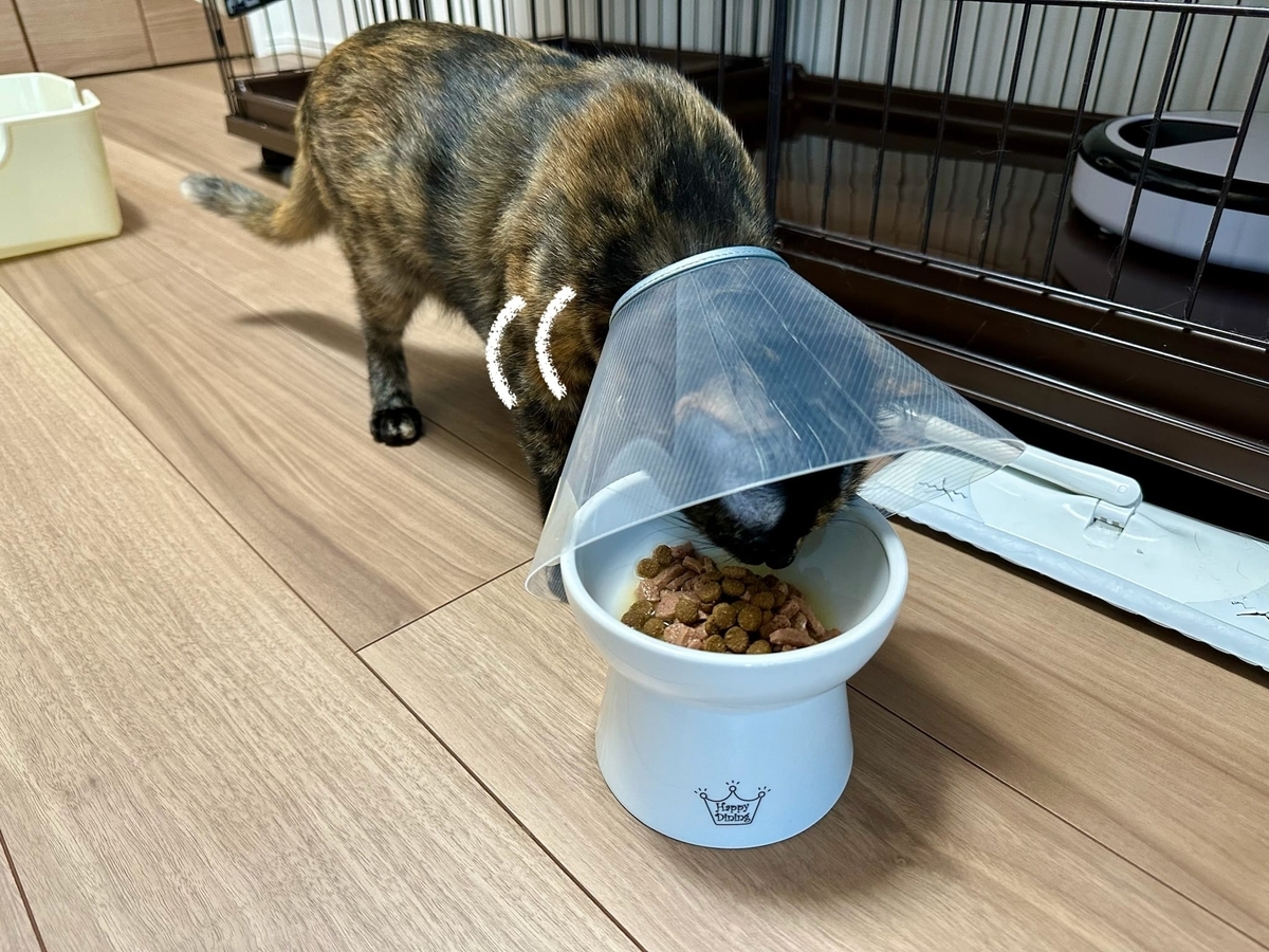 器用にご飯を食べるもなちゃん