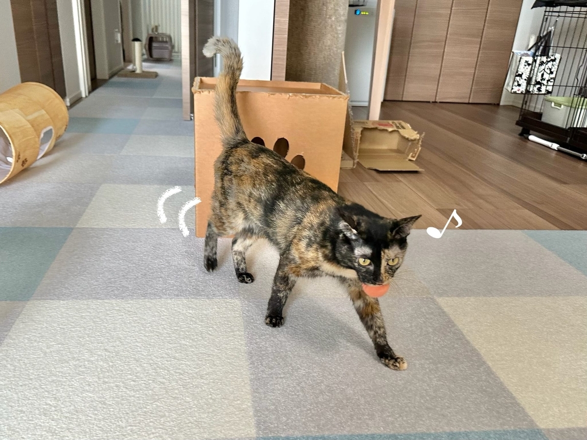 フェルトボールを咥えて歩くもなちゃん2