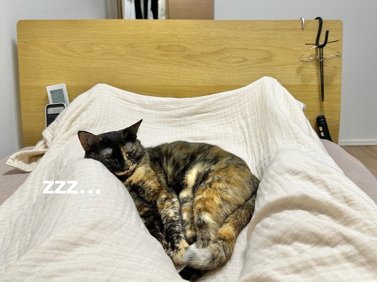 足の間で眠るもなちゃん