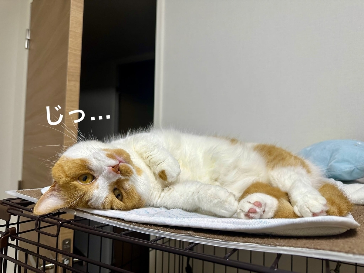 ケージの上のるるちゃん2