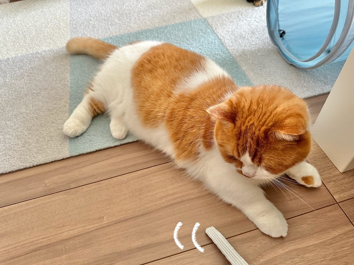 袋の切れ端で遊ぶるるちゃん3