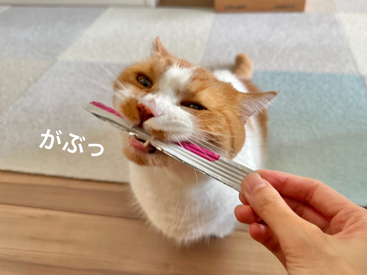袋の切れ端で遊ぶるるちゃん2
