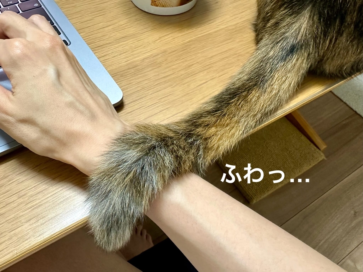 腕に乗るもなちゃんのしっぽ1