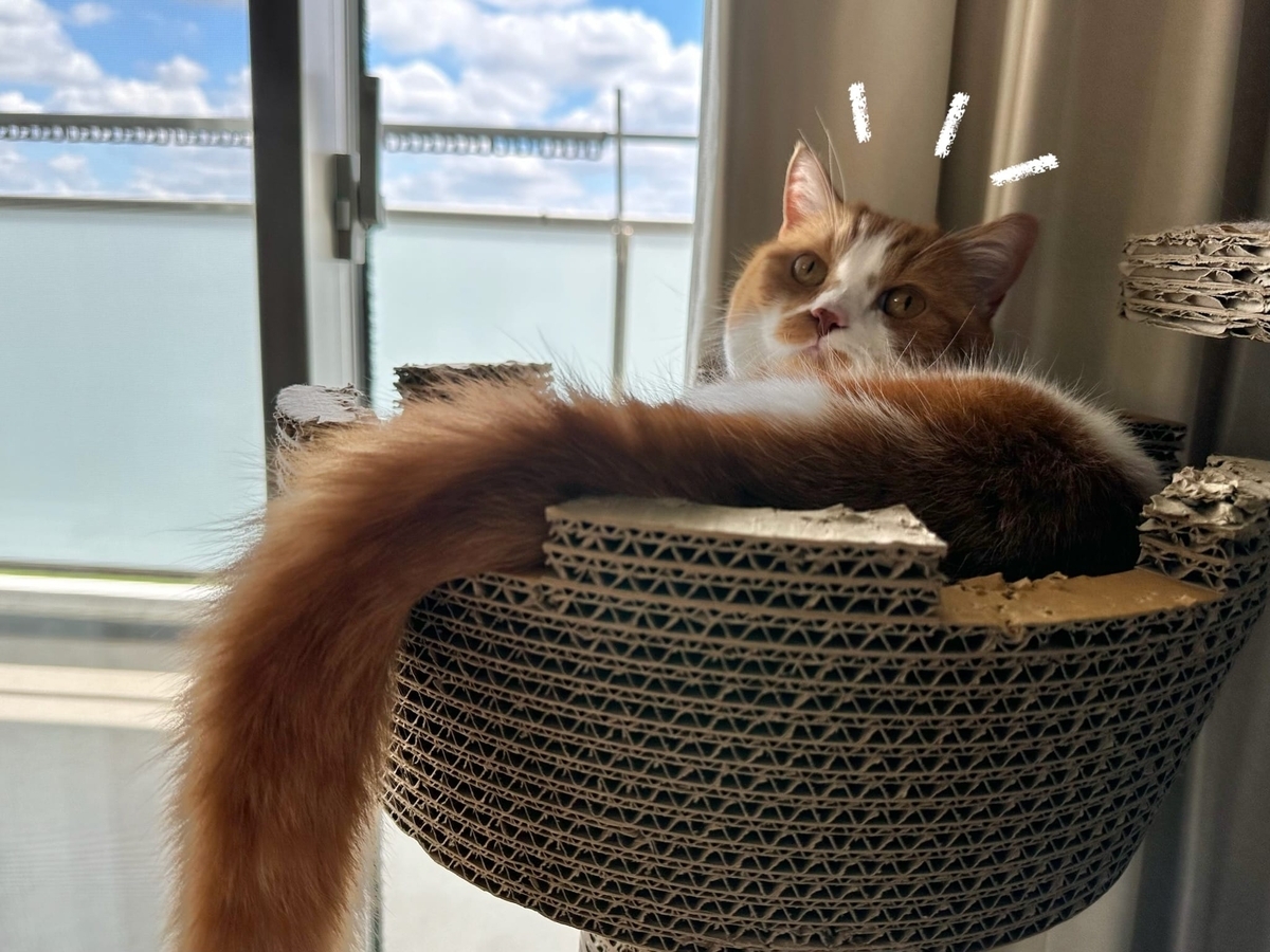 キャットタワーの中のるるちゃん2