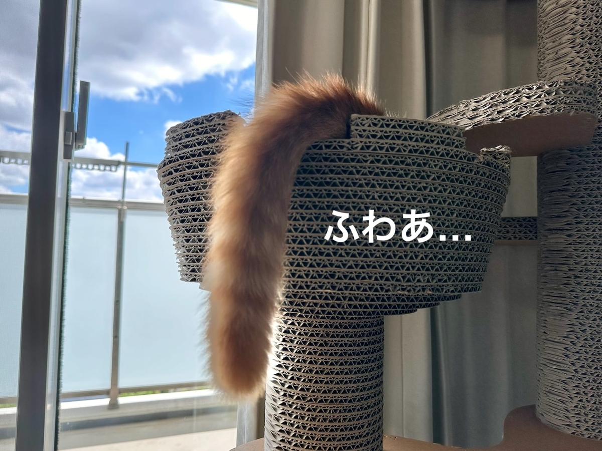 キャットタワーの中のるるちゃん1