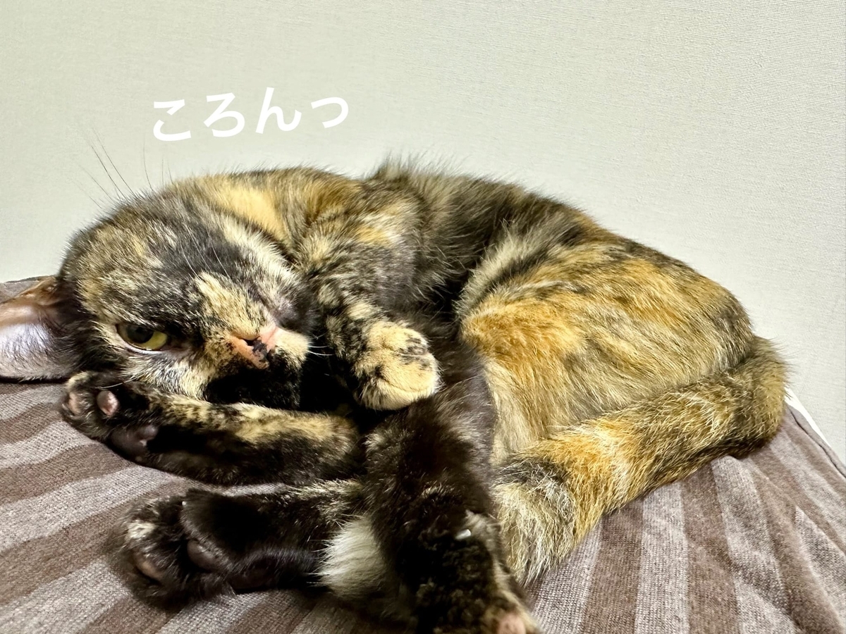 枕の上のもなちゃん3
