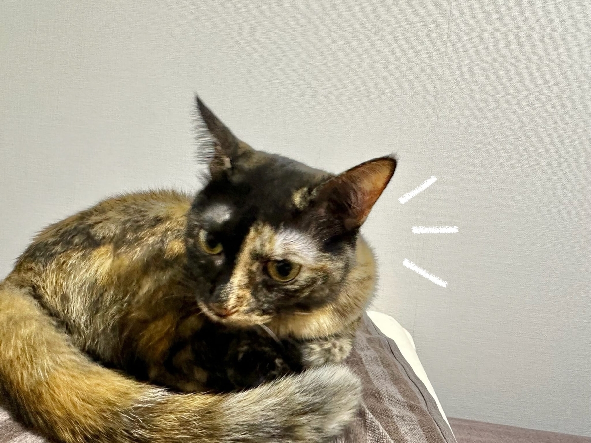 枕の上のもなちゃん1