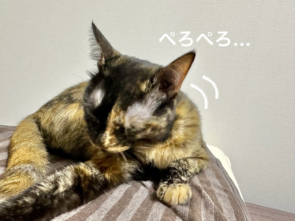枕の上のもなちゃん2