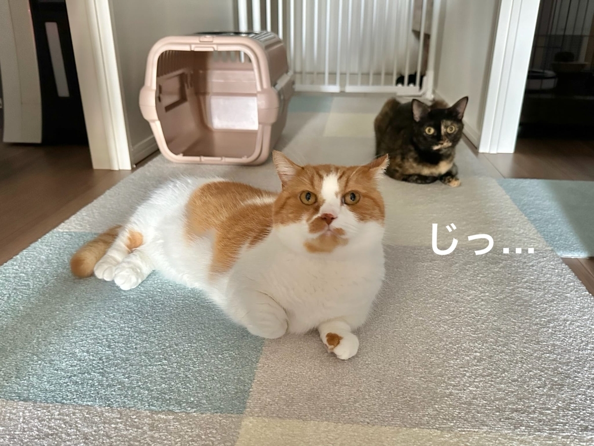 廊下でたむろするるるもな2