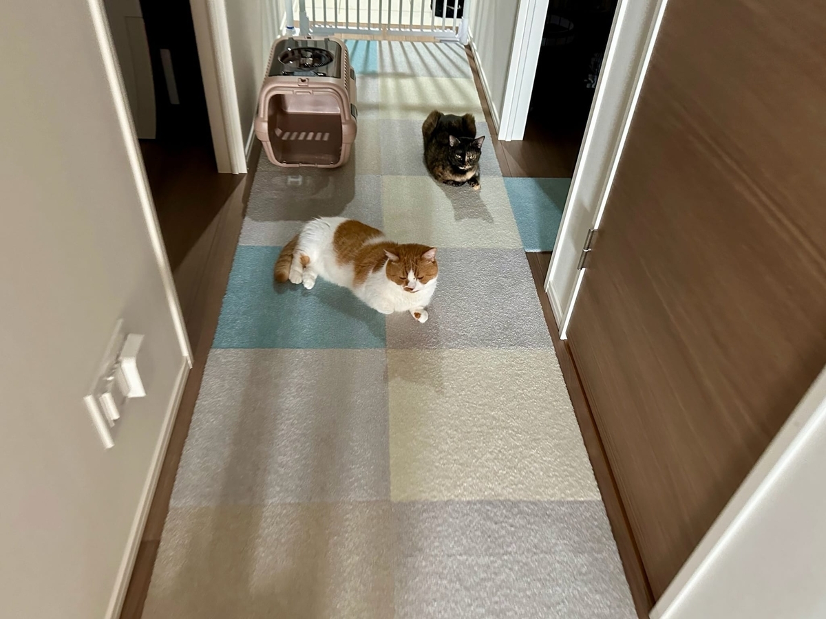 廊下でたむろするるるもな1