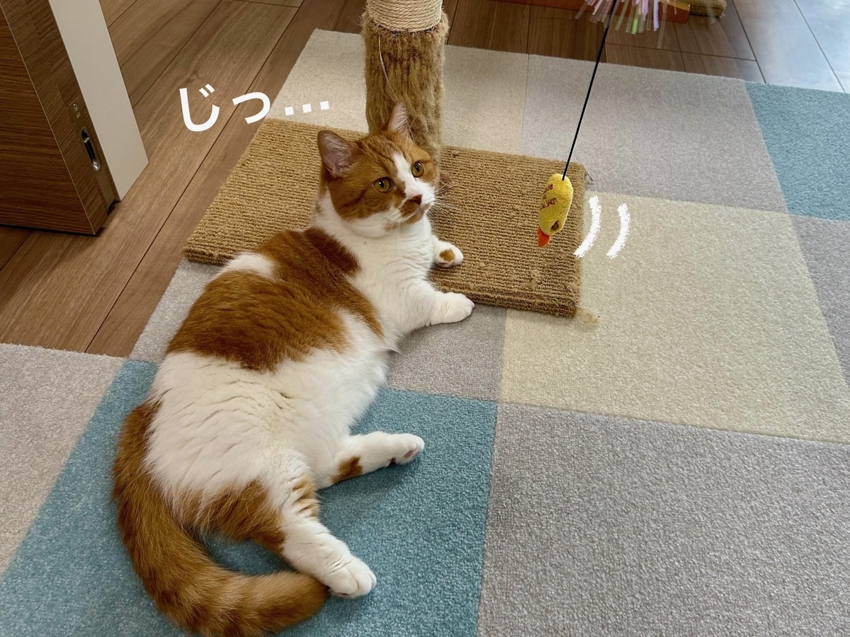 おもちゃとるるちゃん3