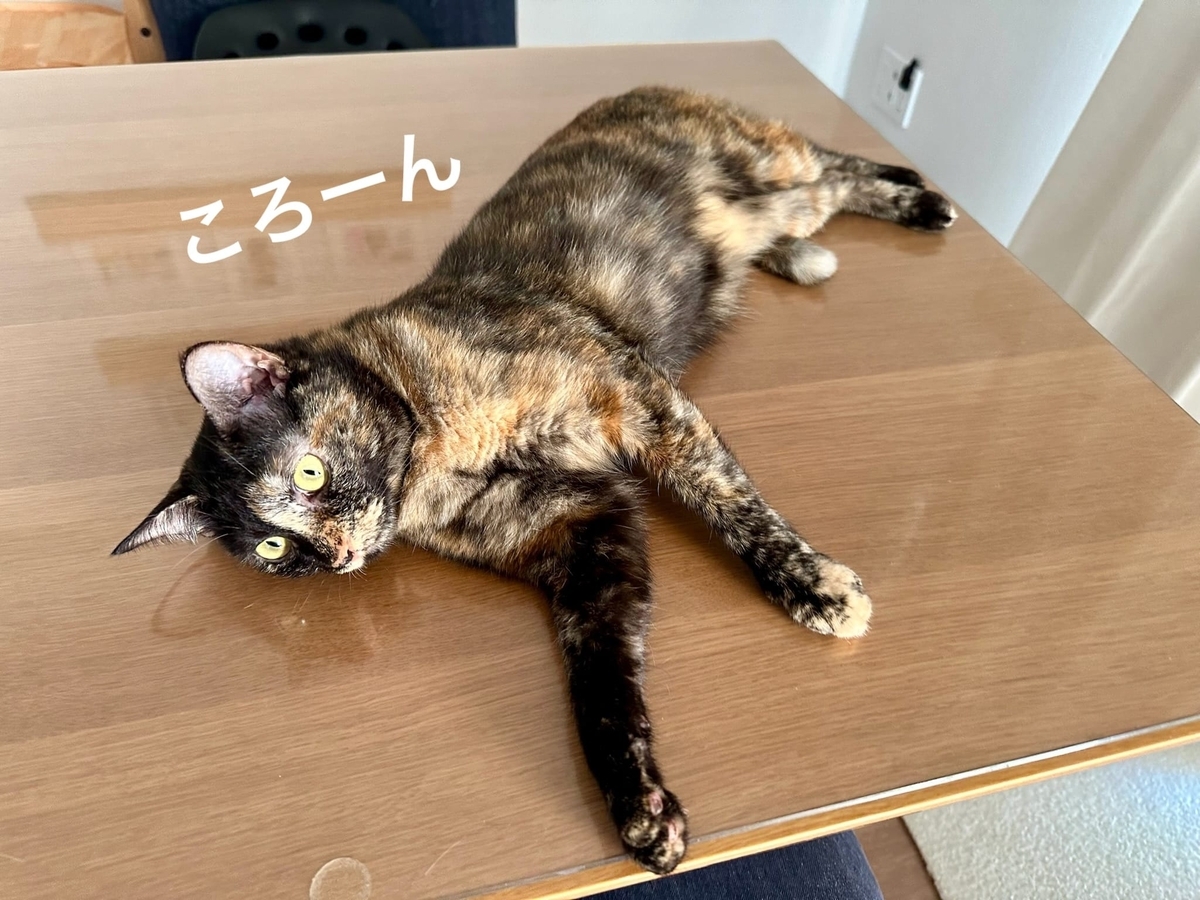 テーブルの上のもなちゃん1