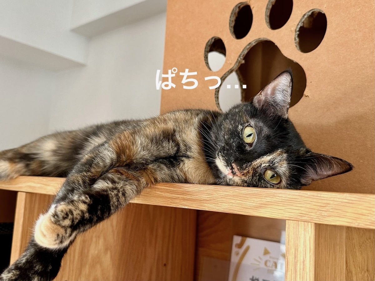ごろごろタイムのもなちゃん2