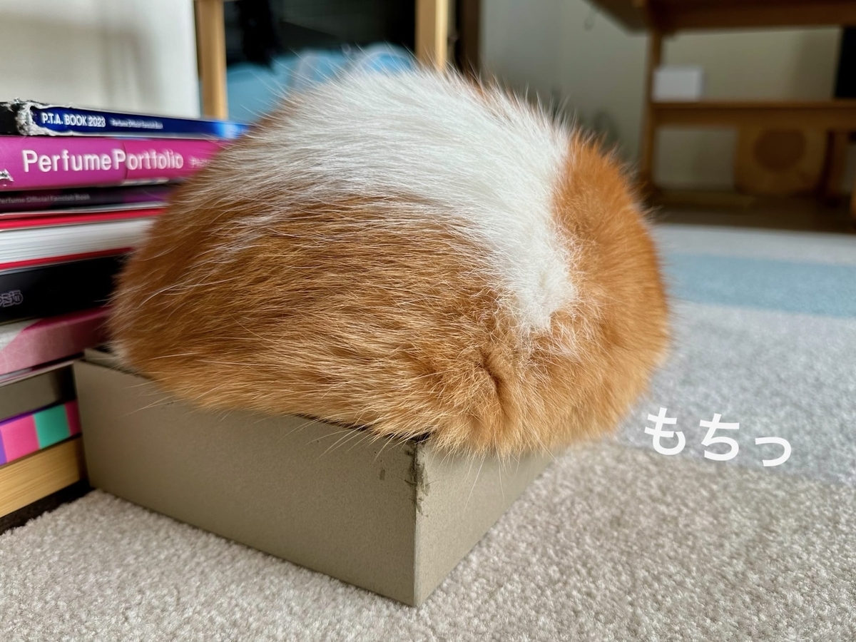 小さい箱とるるちゃん2