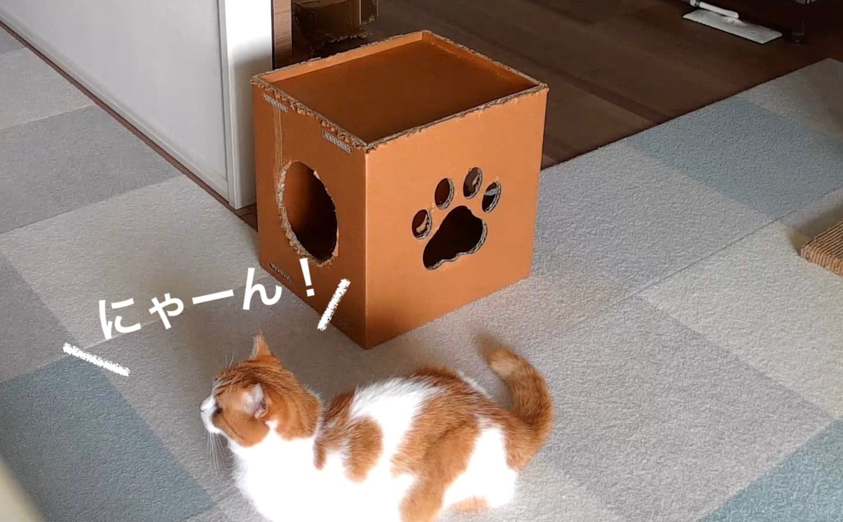 ペットカメラの様子