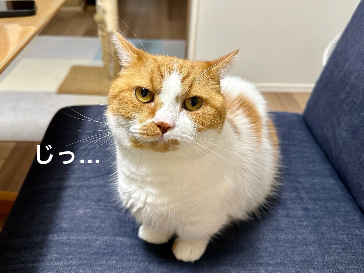 見つめるるるちゃん