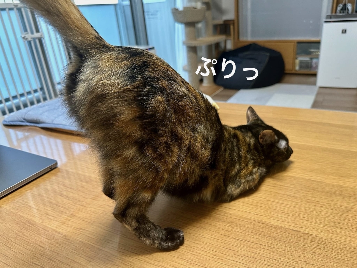 もなちゃんのおしりトントンポーズ1