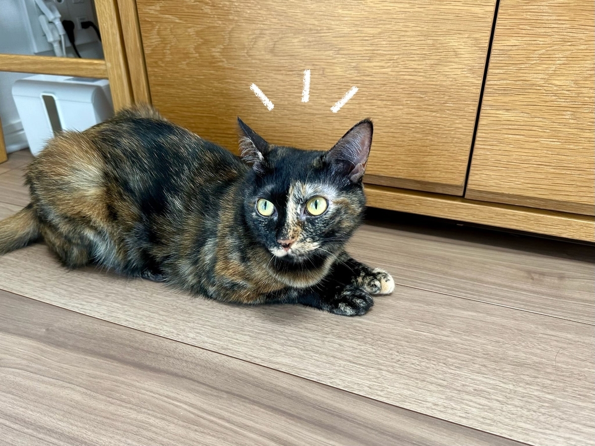 おすまし顔のもなちゃん
