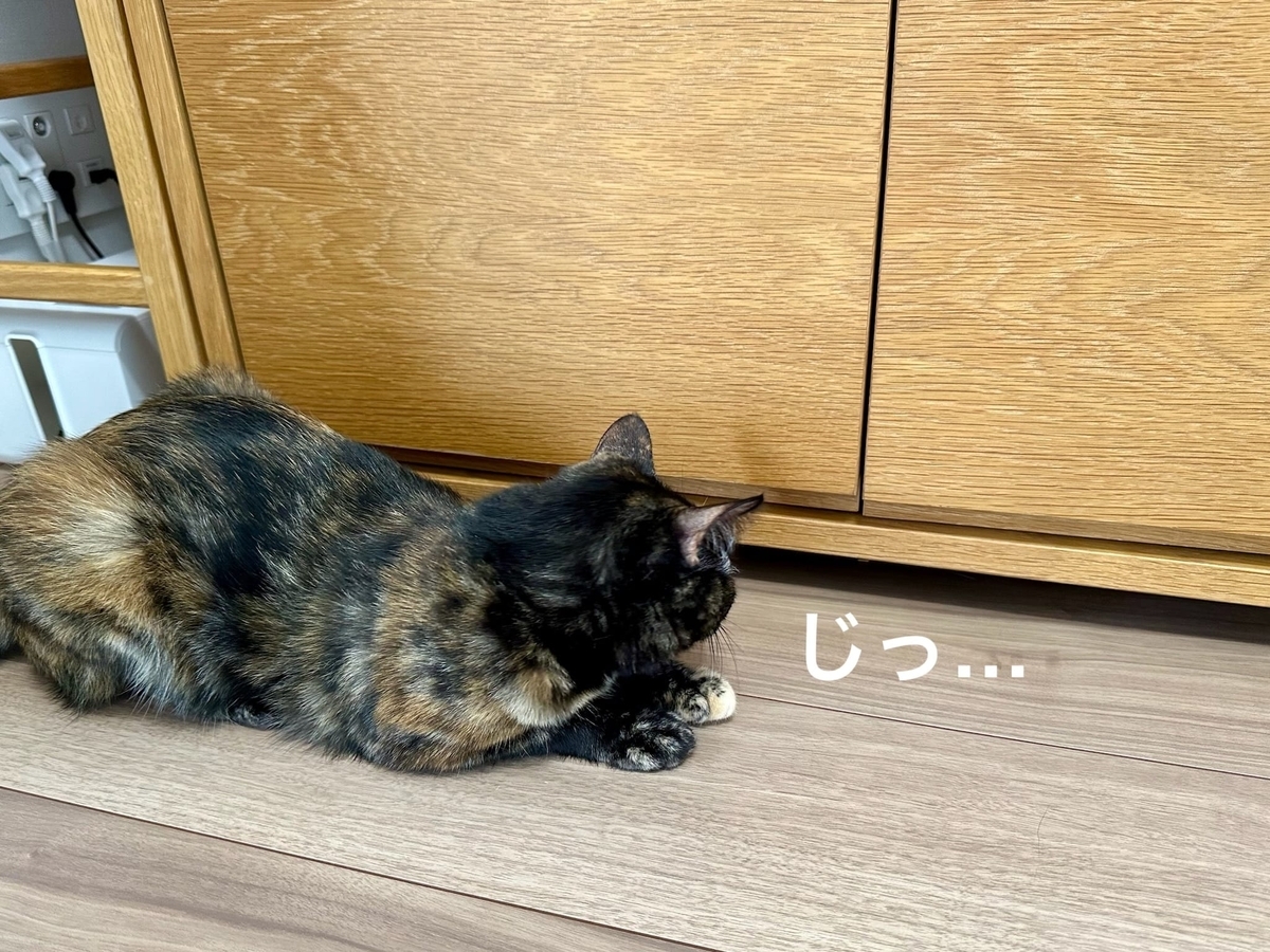 テレビ台の下が気になるもなちゃん