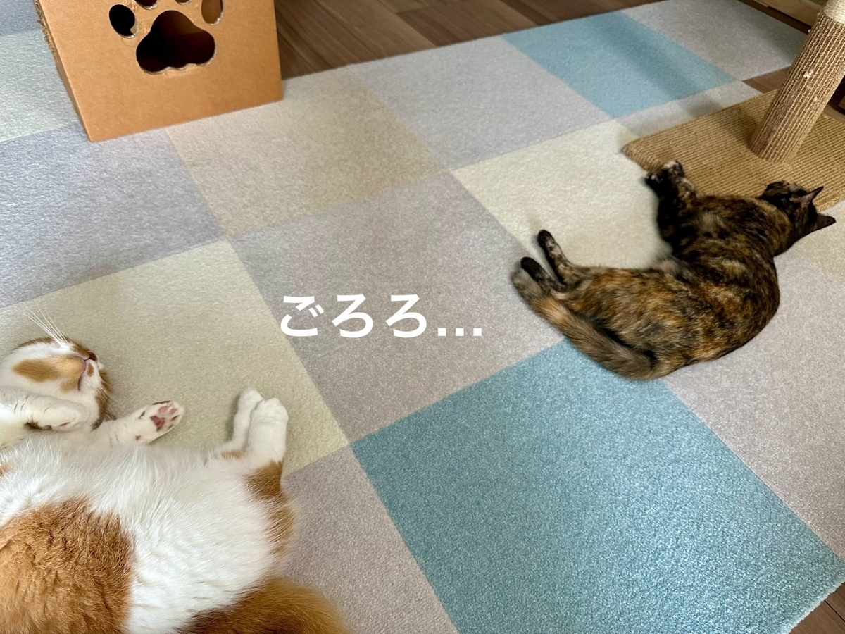 見つめるるるもな